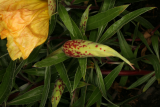 Oenothera macrocarpa RCP06-07 012.jpg
